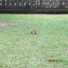 広いお庭に猫一匹