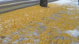 銀杏並木の葉が散って