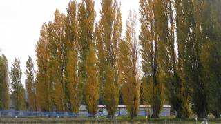 黄色く色ずいた１１月のポプラ並木