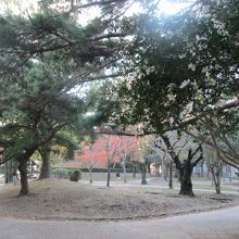 賞を受賞したときの記念のクスノキ