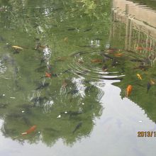 水はきれいで　鯉が泳いでいます