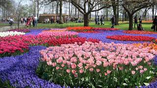 オランダといえば花ですね