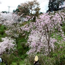 下千本にはしだれ桜がきれいに咲いていた。