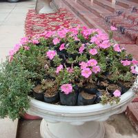 ペチュニアの花鉢だが、ポットを並べただけで大ざっぱ