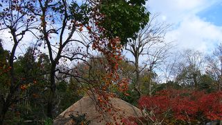 落柿舎・・・でも茅葺屋根には柿が似合う♪