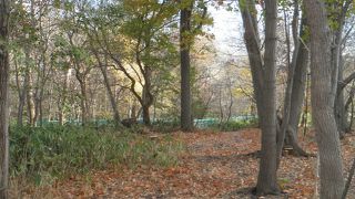 落ち葉がたくさん