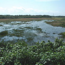 ちゃんとした（？）湿原が広がっています