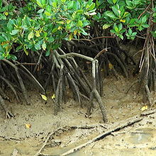 根っこがあらわになっています