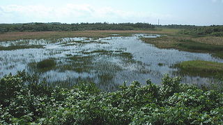 まさかこんなところに湿原が・・・というところにあります