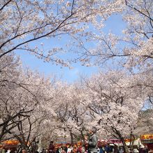 桜と空のコントラストが素敵！