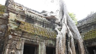 木の根がこんな所まで・・・