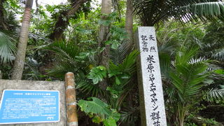 南国ならでは！