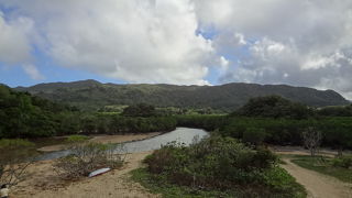 干潟にマングローブ