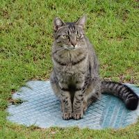 庭に遊びに来るネコ