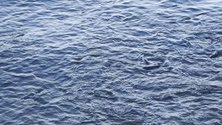 魚を目視できるほど透明で美しい