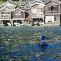 食事処から対岸の舟屋を見る。カモメが休んでいます。