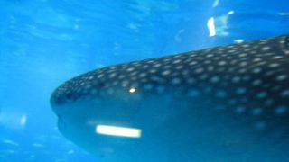 ジンベイザメは圧巻