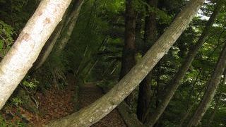 緑が気持ちがいいです