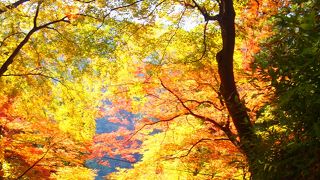 見頃のもみじがとても綺麗