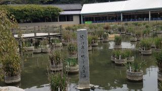 高浜年尾句碑  太宰府