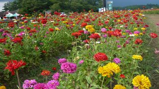 無料エリアでも楽しめます。