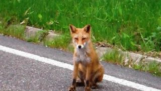キタキツネやシカに遭遇