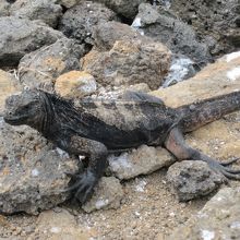海イグアナ