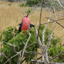 アメリカグンカンドリ