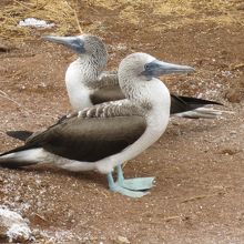 アオアシカツオドリ