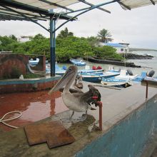 漁師の残した小魚を狙うペリカン