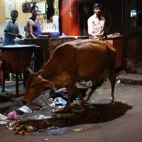 ただし、うっかり野良牛を怒らせないように注意！！