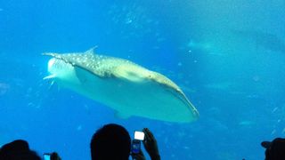 ジンベイザメとイルカショーが魅力