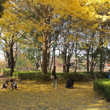 銀杏の落ち葉を拾う子供達。