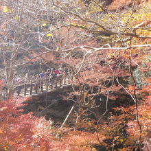 紅葉並木の方から眺めた汐見滝吊り橋