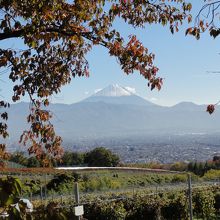 ぶどう畑からは富士山も