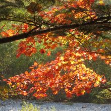 秋がベストシーズンかと
