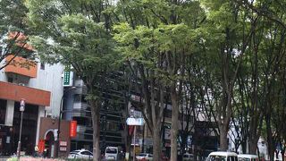 ケヤキ並木はなかなかです。