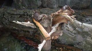 子連れでも楽しめます