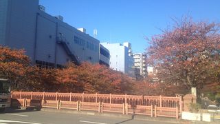 桜で有名、芸能人もお花見に来ます