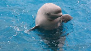 イルカともサメとも触れ合える！