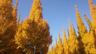 神宮外苑　いちょう祭り