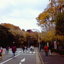 周回道路沿いの木々も色づき、紅葉狩りサイクリングでした。
