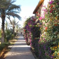 客室の壁につたうブーゲンビリアの花が美しい！