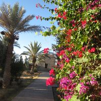 客室の壁につたうブーゲンビリアの花が美しい！