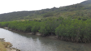 あまりにも集落に近いマングローブ