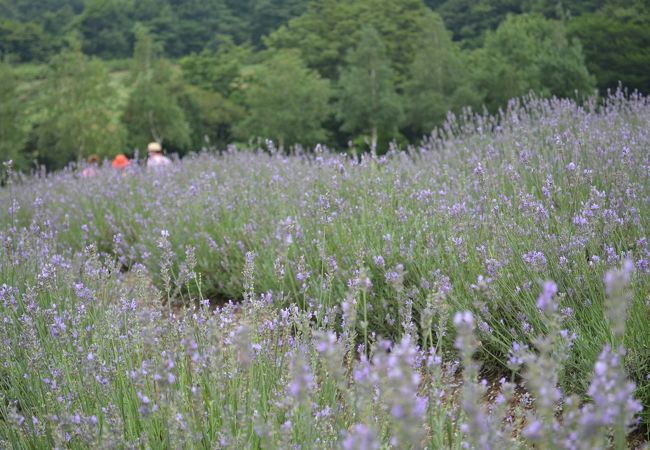 蒜山ハーブガーデンハービル クチコミ アクセス 営業時間 蒜山高原 フォートラベル