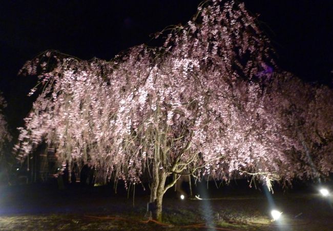 しだれ桜を見ることができます