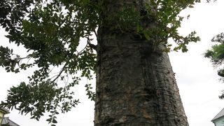 オランダ人お手植えの