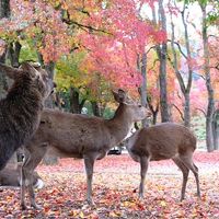 奈良公園