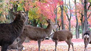 奈良公園